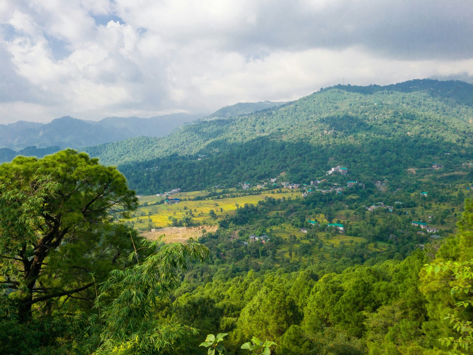 a lush green forest filled with lots of trees