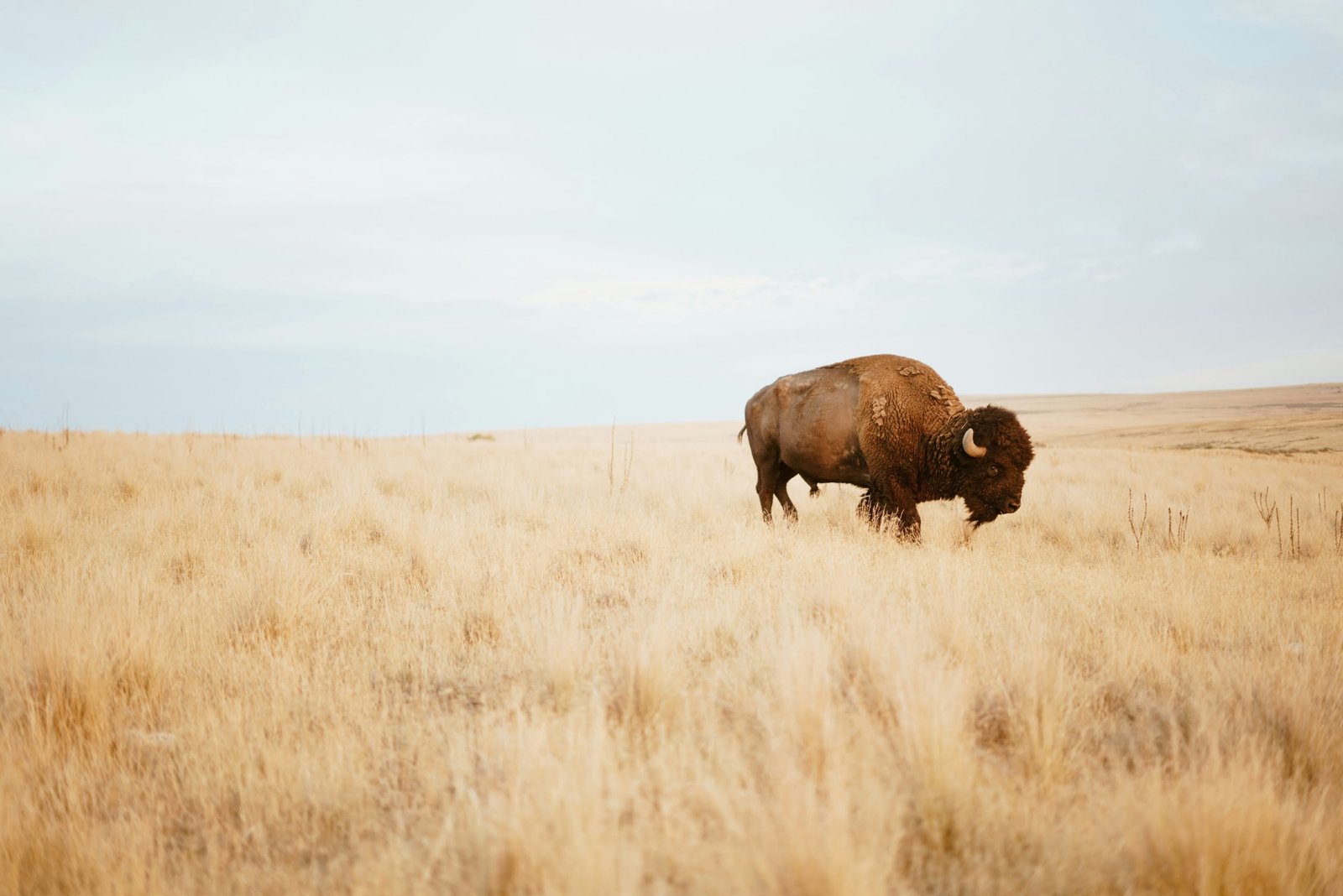 brown yak on brown grass field during day